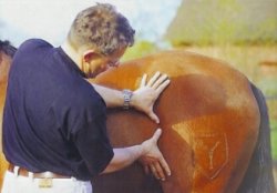 Lymphdrainage am Pferd