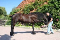 Physiotherapeutische Behandlung am Pferd