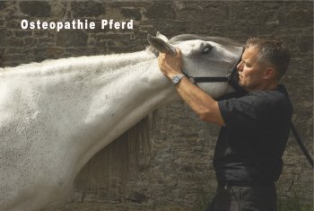 Osteopathische Behandlung am Pferd